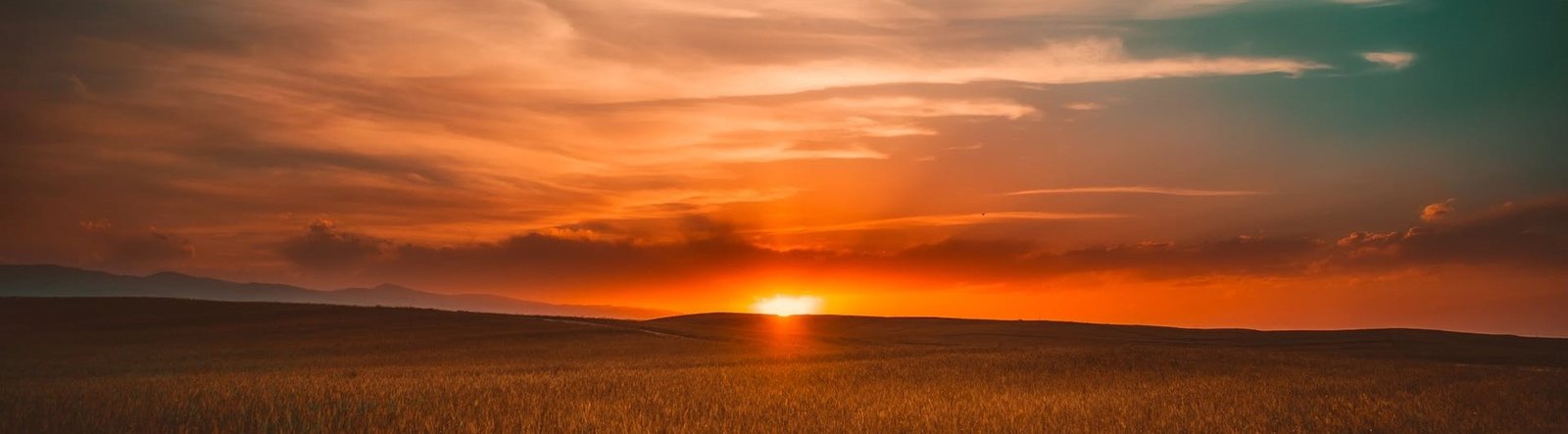 A sunrise over a field of wheat