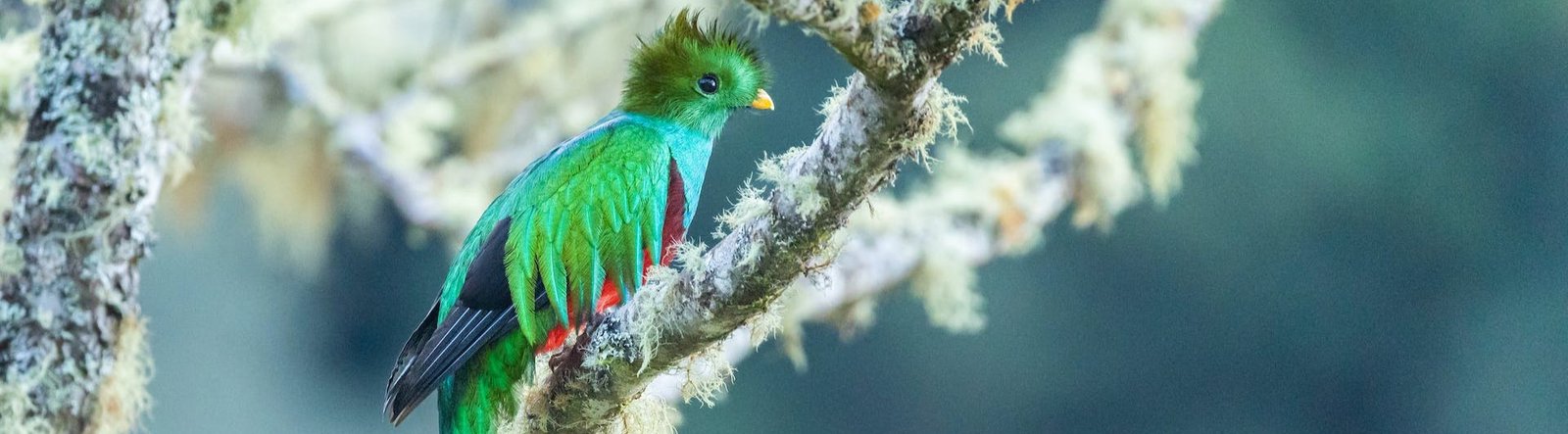 A quetzal